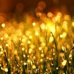 golden cbd