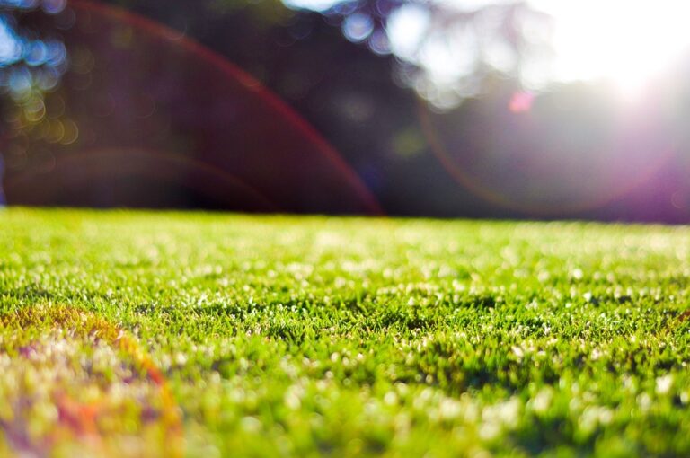 CBD en or : Le trésor de la nature